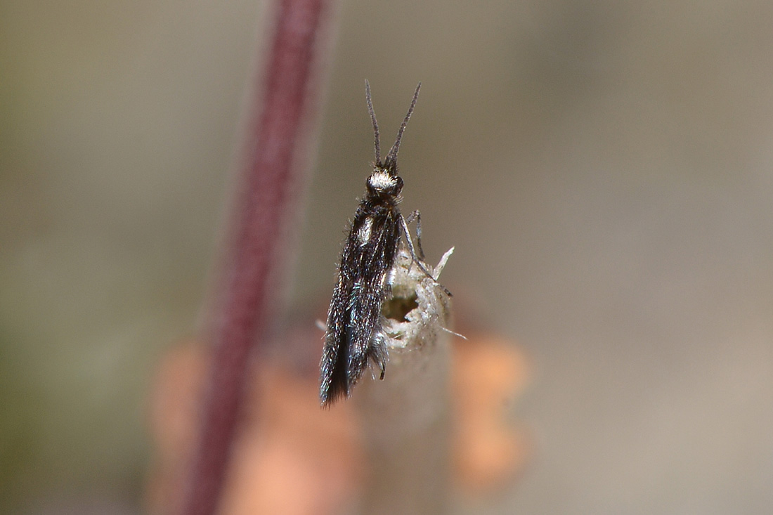 Hydroptilidae: Hydroptila sp.